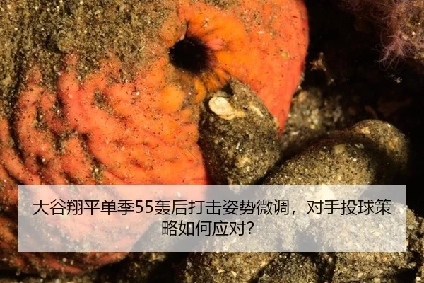 da-gu-xiang-ping-dan-ji-hong-hou-da-ji-zi-shi-wei-diao-dui-shou-tou-qiu-ce-lve-ru-he-ying-dui-2-455.jpg